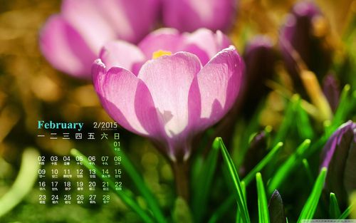 2015年2月日历壁纸精选清新大自然唯美花卉图片之粉色鲜花素材下载(一